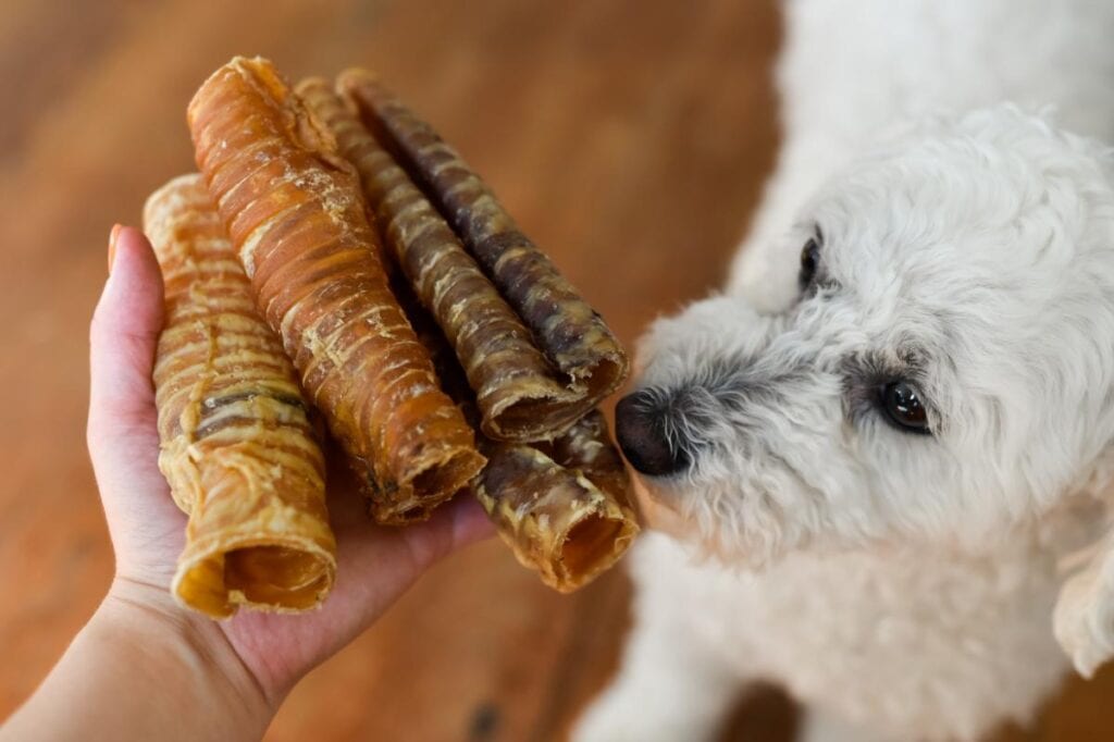 assortment of treats for dog