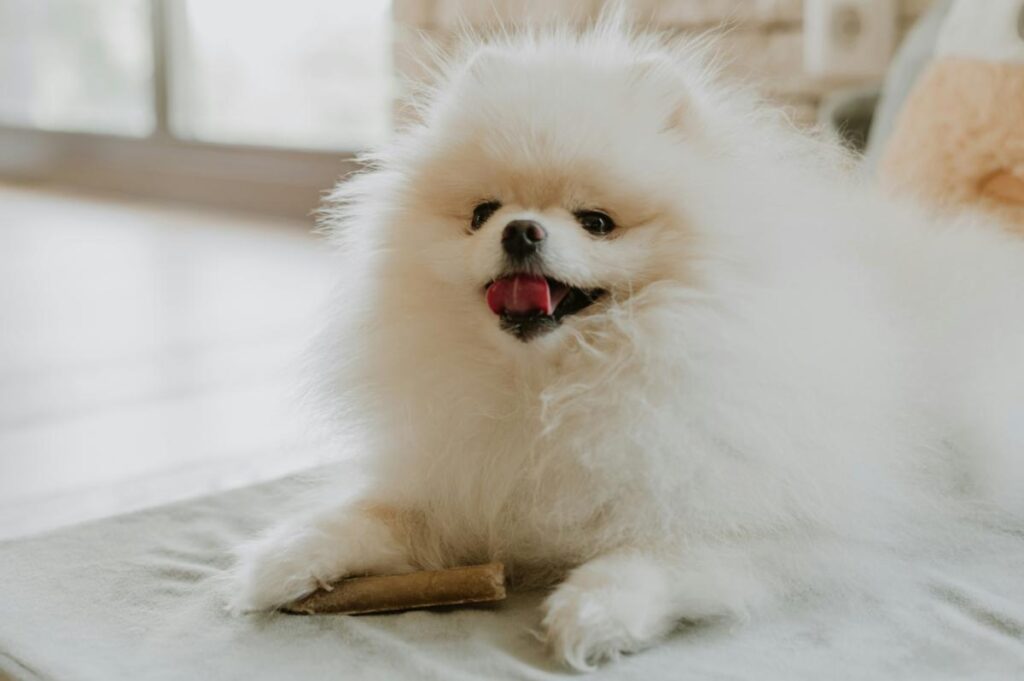 pomeranian with natural dog chew