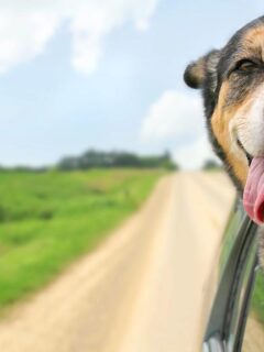 happy dog with head out window of car