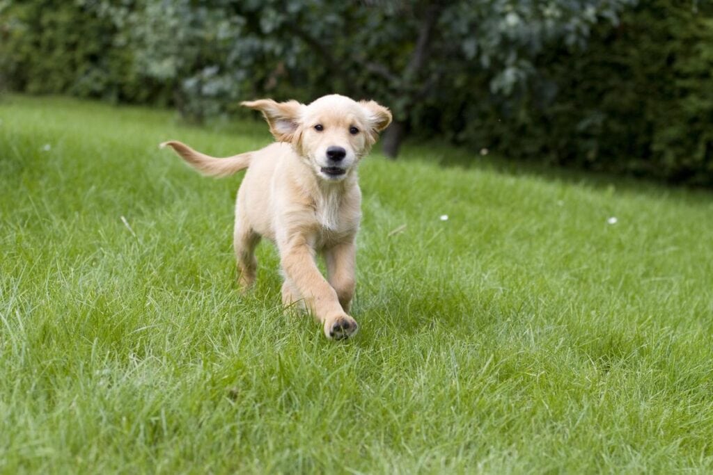 puppy running in the grass