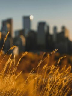 view of alberta from tall grass